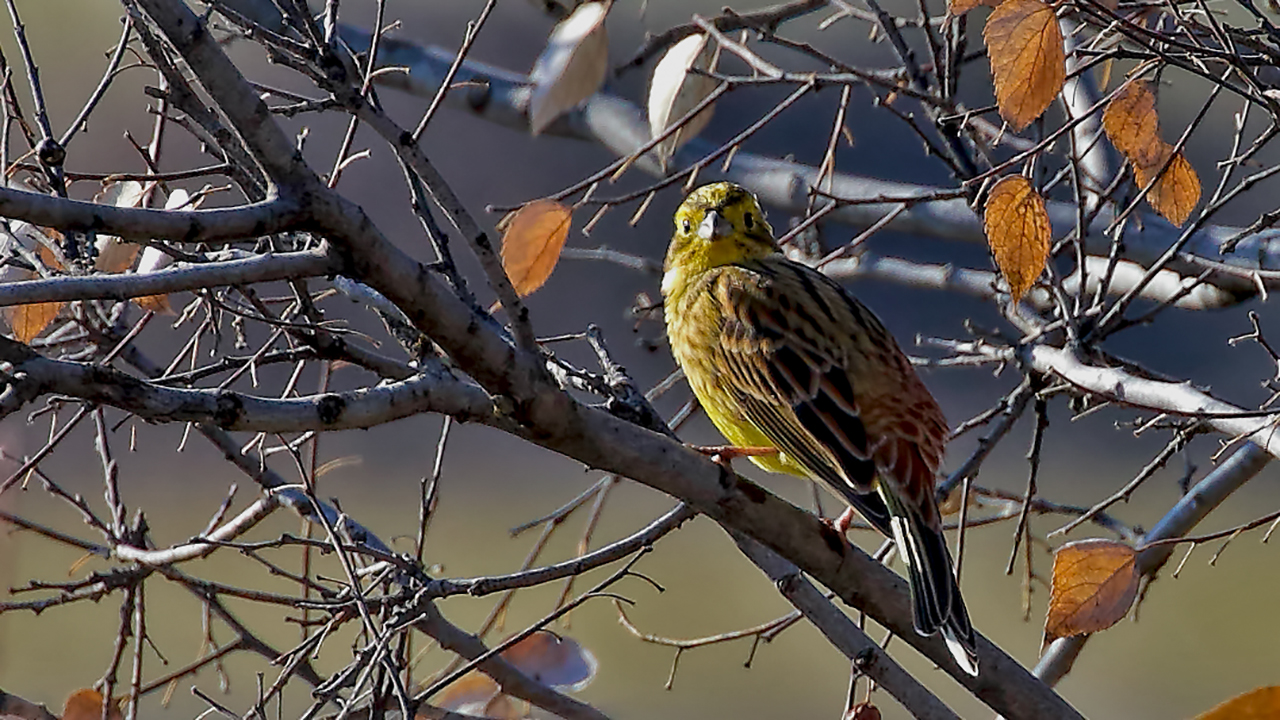 Yellowhammer